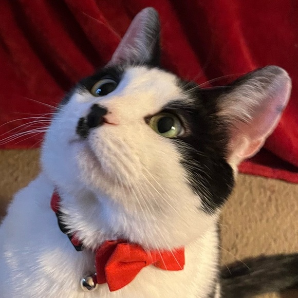 This is a Pet Friendly Closet! - Picture 2 of 6